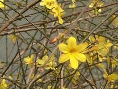 -桃花堤公园