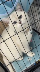 -镁连社·美联社