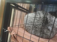 -瑞鹏宠物医院·内科·中兽医·骨科(苗圃店)