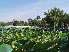 -莲花池公园