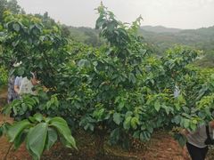 -桃源山庄·水蜜桃采摘·柴火鸡·烧烤团建(龙泉山店)