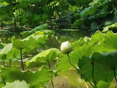 -洛阳市隋唐城遗址植物园