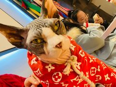 -啵啵喵·猫咖(攀华国际店)