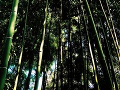 -豫园