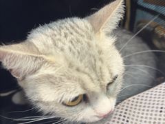 -联合动物医院(光谷诊疗中心)