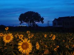 -贡湖湾湿地公园