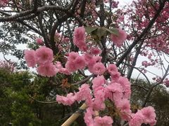 -天适樱花悠乐园
