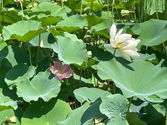 -莲花池公园