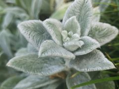 -墨尔本皇家植物园
