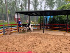 -合肥滨湖国家森林公园