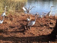 -溱湖国家湿地公园