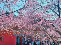 -桃花堤公园
