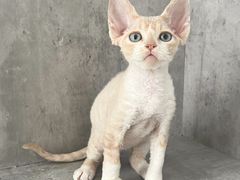 -小猫来了·猫舍(红山六九七九店)