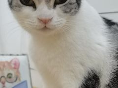 -李小姐の猫咖啡馆(五角场店)