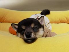 -逗柴咖啡屋·狗咖猫咖宠物桌游