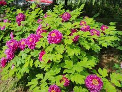 -洛阳郁金香牡丹园