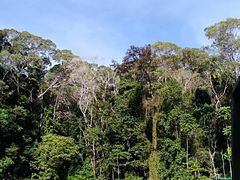 -热带雨林自然公园