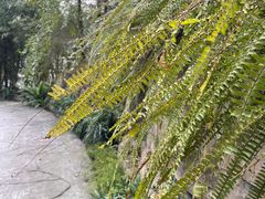 -南山植物园