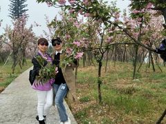 -绵阳盛世樱花悠乐谷
