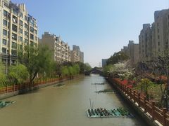 -高东镇樱花园