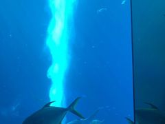 -亚特兰蒂斯•OSSIANO奥西亚诺海底餐厅