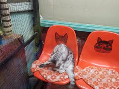 -猫咪博物馆(顶澳仔猫街店)