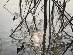 -海珠湖公园