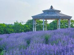 -大塘金香草谷