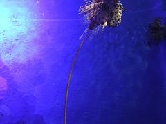 -暹罗海洋世界