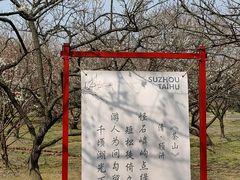 -香雪海