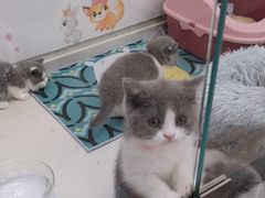 -糯米喵星人总部直营旗舰店·猫舍·幼猫出售