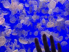 -江和美海洋公园