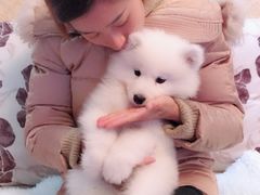 -翊宠yipet猫狗购宠庄园犬舍•猫舍