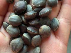 -商洛老君山旅游风景区