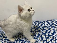 -爱佳宠物中心医院24H·CT·骨外科·猫专科(瑶海万达店)