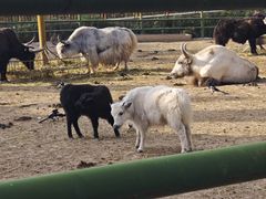 -青藏高原野生动物园