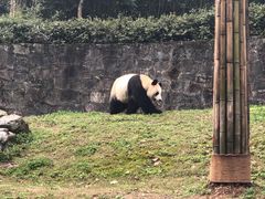 -都江堰中华大熊猫苑