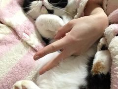 -东方名猫馆·英短金渐层布偶猫舍(环线广场1号楼店)