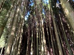 -武陵山森林公园