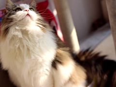 -有宠宠物(YOUCOIN·未来店)