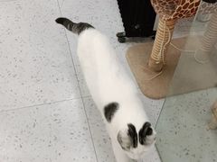 -喵园·猫主题咖啡厅·撸猫·猫咖(国贸店)