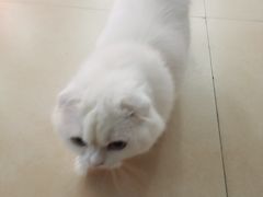 -喵宠乐园·撸猫互动·猫舍