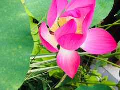 -证大大拇指广场(芳甸路店)