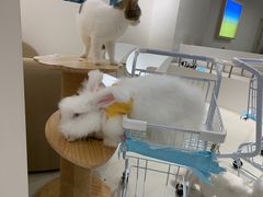 -怪兽屋·羊驼·猫咖·狗咖(俊华广场店)