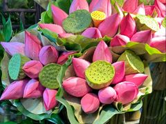 -溪岸路花鸟市场