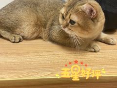 -萌兽医馆·宠物医院·猫骨科(创景店)