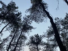 -南京老山国家森林公园