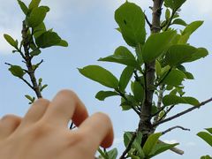 -梧桐山风景名胜区