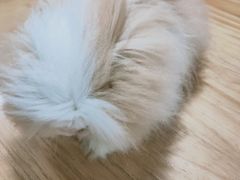 -藦茜花园宠物主题亲子互动体验馆(国顺东路店)