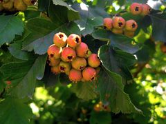 -意大利农场度假村